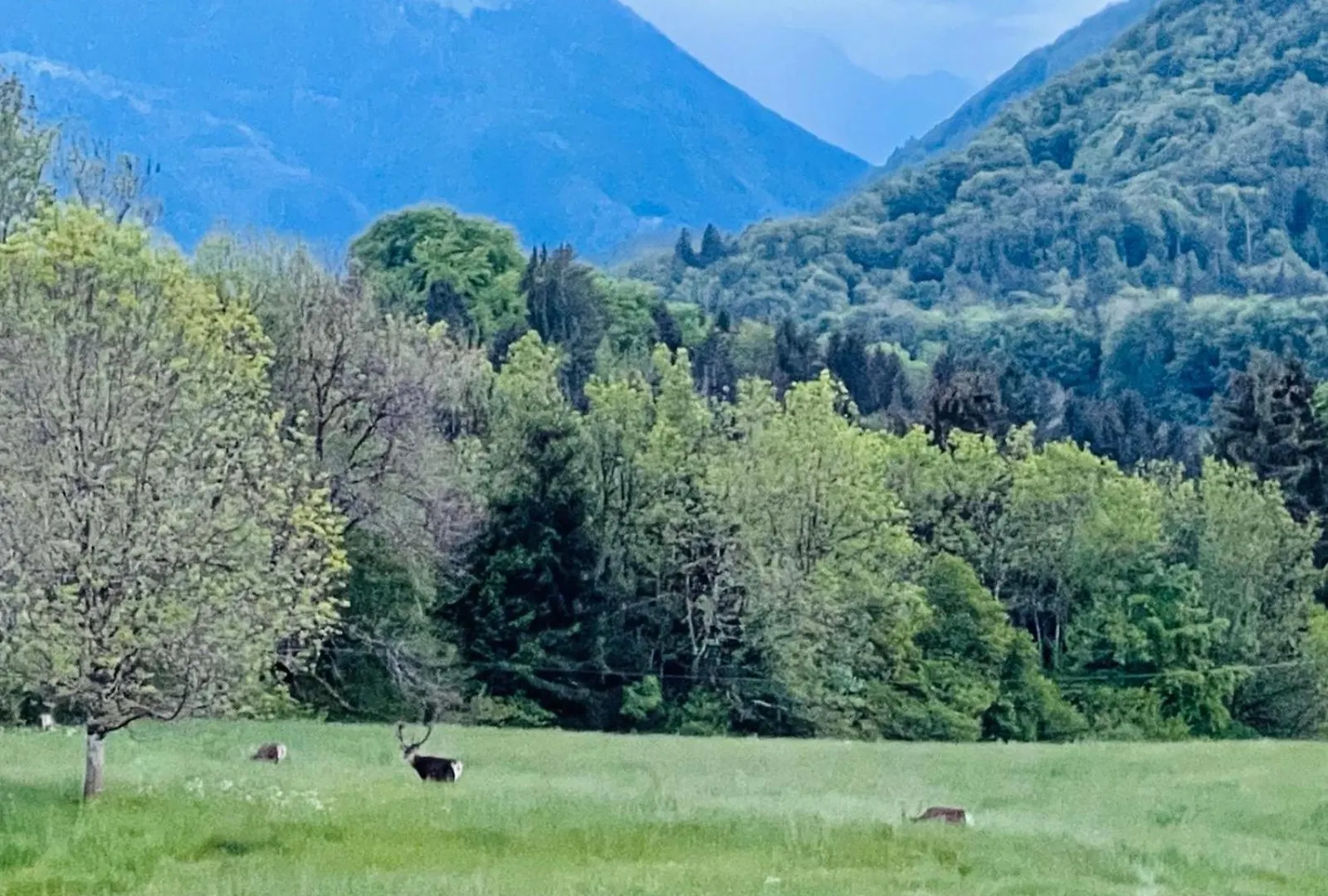 Apartment Chalet Des Cerfs Megevette